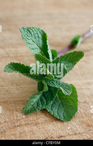 Mint leaves on assorted bg Banque D'Images