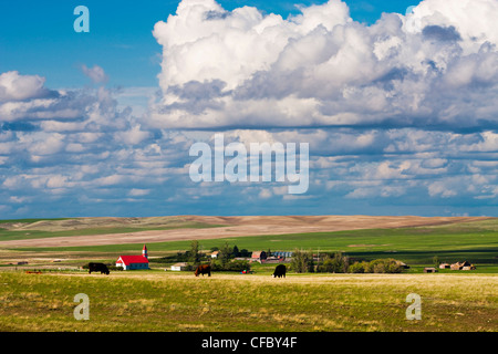 Le pâturage du bétail sur les terres agricoles en Billimun, Saskatchewan, Canada. Banque D'Images