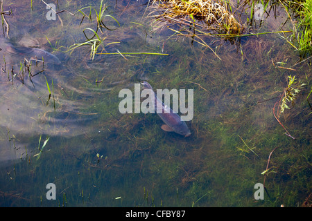 La carpe Cyprinus carpio ruisseau de natation Banque D'Images