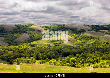 Collines recouvertes d'arbres dans la Vallée Qu'Appelle, Saskatchewan, Canada. Banque D'Images