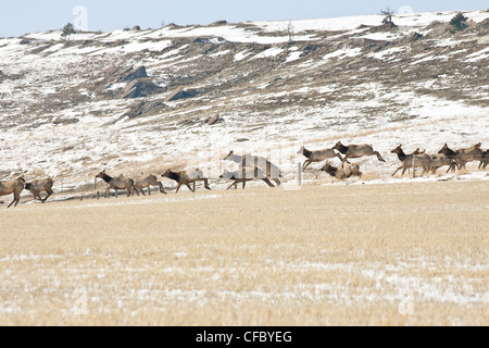 Troupeau de wapitis/ Wapiti (Cervus elaphus) à travers champ et sautant par-dessus la clôture. Banque D'Images