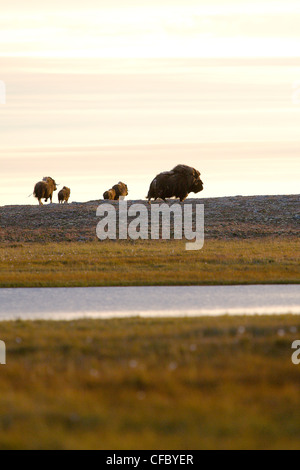 La toundra, boeufs musqués sur l'île King William, Nunavut, Canada Banque D'Images