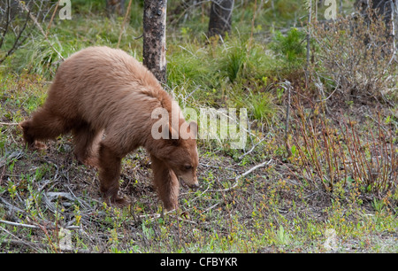 L'ours noir (sous-speices nom : Ursus americanus cinnamomum), au sud-ouest de l'Alberta, au Canada. Banque D'Images