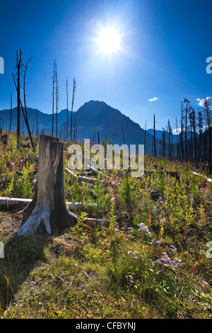 Le renouvellement des forêts après 2003 Incendies de Kootenay Banque D'Images