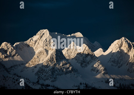 Gamme lézard in early morning light, Fernie, BC, Canada. Banque D'Images