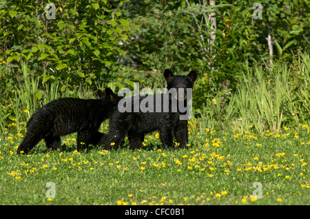 L'ours noir américain sauvage d'oursons (Ursus americanus) en été pré, l'Ontario, Canada. Un cub à directement au spectateur. Banque D'Images