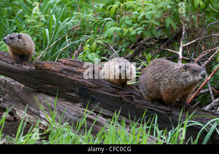 Mère Marmotte, Marmotmonax aussi connu marmotte commune Banque D'Images