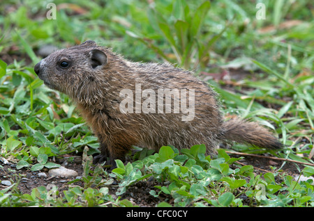 La Marmotte La marmotte ou immatures (Marmota monax) en été, trèfle, South Gillies, l'Ontario, Canada. . Banque D'Images