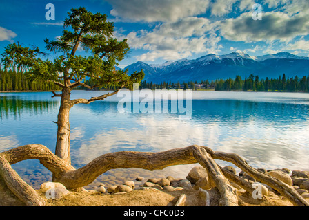 Arbre déchiqueté surplombe le magnifique lac Beauvert et le Fairmont Jasper Park Lodge, près de Jasper, Alberta, Canada. Banque D'Images