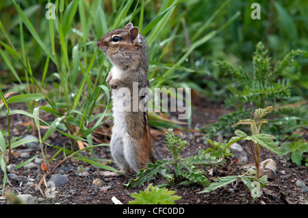 Le tamia rayé (Tamias striatus) debout dans la posture d'alerte, South Gillies, l'Ontario, Canada. Banque D'Images