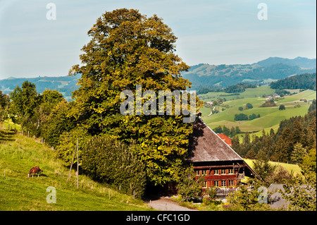 Place de la ferme, arbre, maison de ferme, ferme, Emmental, Grat, maison, ferme, campagne vallonnée, hill country, Downs, paysage vallonné, c Banque D'Images