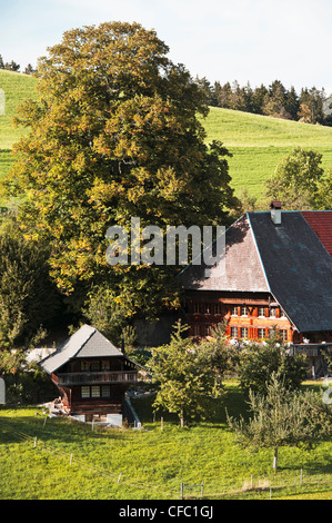 Place de la ferme, arbre, maison de ferme, ferme, Emmental, Grat, maison, ferme, campagne vallonnée, hill country, Downs, paysage vallonné, c Banque D'Images