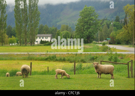 Les brebis avec des agneaux ferme près de Harrison Hotsprings, Fraser Valley, British Columbia, Canada Banque D'Images