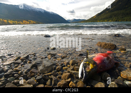 Un après le frai du saumon sockeye sur les rives du lac Chilko, British Columbia, Canada Banque D'Images