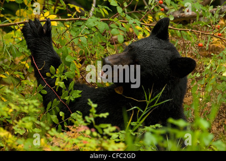 Un ours noir d'églantier mange un jour de pluie à Bella Coola, en Colombie-Britannique, Canada Banque D'Images