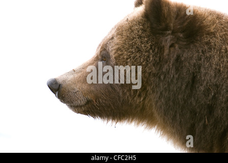 Un grizzli Bear profil, rivière Chilko, British Columbia, Canada Banque D'Images