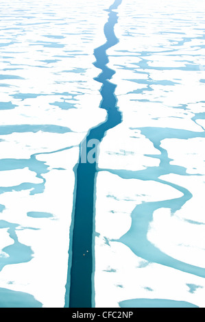 Une paire d'Eiders à partir en mer dans un chenal ouvert sur l'océan glacial Arctique autrement Banque D'Images