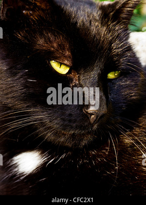 Chat, chat de maison, Felis silvestris, Felis catus, housecat, tom, chat mâle, tomcat, tom-chat, animal, mammifer, predator, carnivo
