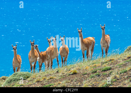 Un troupeau de guanacos, Lama guanicoe, en face du Lago Sarmiento dans le sud de la Patagonie, le Parc National Torres del Paine, Chili Banque D'Images