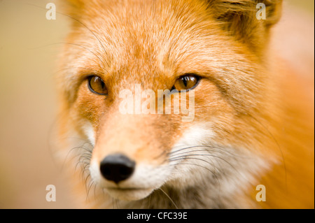 Un renard roux, Vulpes vulpes, portrait, British Columbia, Canada Banque D'Images