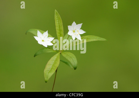 La trientale boréale (Trientalis borealis), Cold Lake Provincial Park, Alberta, Canada Banque D'Images