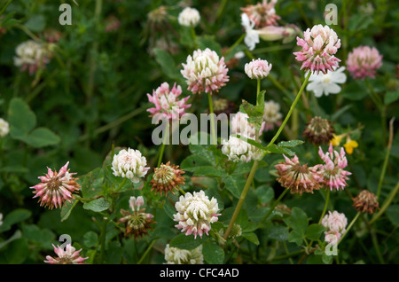 Le trèfle blanc (Trifolium repens) Banque D'Images