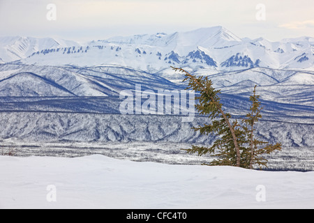 Surplombant les montagnes Ogilvie d'arbres le long de la route Dempster, au Yukon, Canada. Banque D'Images