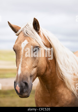 Portrait d'un cheval dans les Prairies canadiennes. Big Muddy Badlands, Saskatchewan, Canada. Banque D'Images