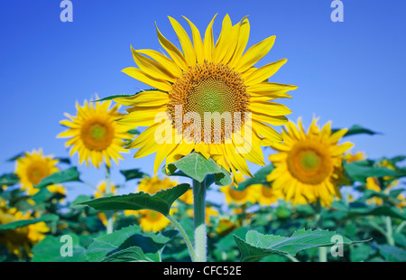 Tournesols contre ciel bleu clair, dans les Prairies canadiennes. Winnipeg, Manitoba, Canada. Banque D'Images