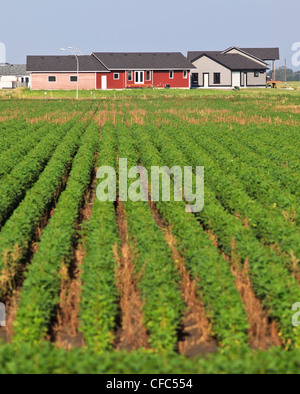 L'étalement urbain d'empiéter sur les terres agricoles. Winkler (Manitoba), Canada. Banque D'Images