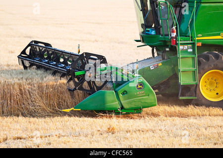 Combiner la récolte sur la récolte de blé des Prairies canadiennes, vue en gros plan. Près de Winkler, au Manitoba, Canada. Banque D'Images