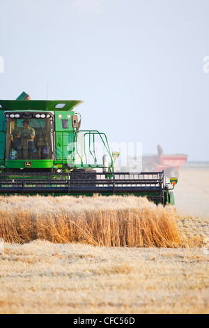 Combiner la récolte sur la récolte de blé des Prairies canadiennes. Près de Winkler, au Manitoba, Canada. Banque D'Images