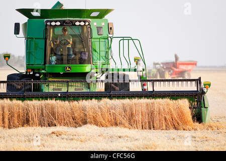 Combiner la récolte sur la récolte de blé des Prairies canadiennes. Près de Winkler, au Manitoba, Canada. Banque D'Images