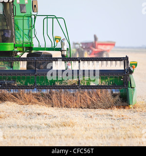 Vue rapprochée de combiner la récolte sur la récolte de blé des Prairies canadiennes. Près de Winkler, au Manitoba, Canada. Banque D'Images