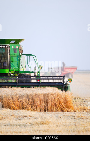 Une moissonneuse-batteuse et wagon de céréales La récolte du blé. Près de Winkler, au Manitoba, Canada. Banque D'Images