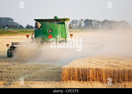 Combiner la récolte sur la récolte de blé des Prairies canadiennes. Près de Winkler, au Manitoba, Canada. Banque D'Images