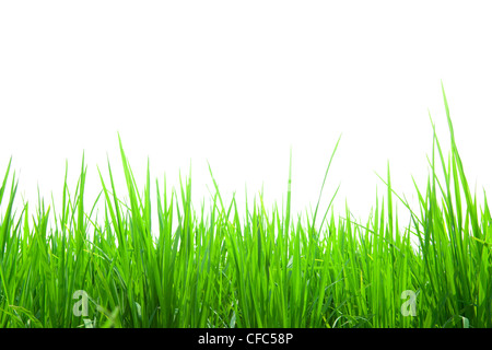 Fresh Green grass isolated on white Banque D'Images