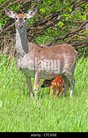 Dupont avec un faon prendre refuge sous sa mère près de Val Marie en Saskatchewan. Banque D'Images