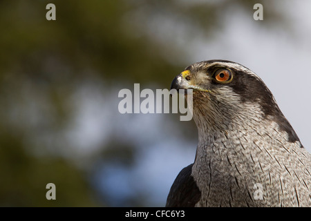 L'Autour des palombes (Accipiter gentilis) Banque D'Images