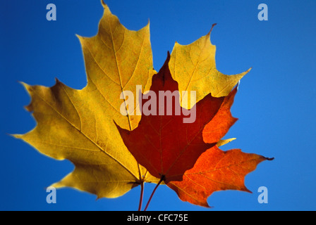 Close up de deux feuilles d'érable à l'automne contre un ciel bleu, le parc de la Gatineau Québec, Canada Banque D'Images