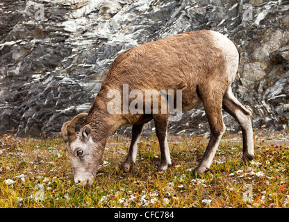 Bighorn (Ovis canadensis) Banff National Park, Alberta, Canada Banque D'Images