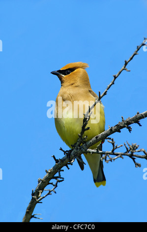 Jaseur boréal Bombycilla cedrorum), (sud de la vallée de l'Okanagan, Colombie-Britannique Banque D'Images