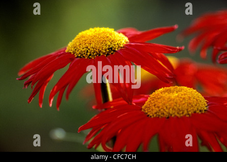 Tanacetum coccineum 'Robinson's Red' (peint Daisy), Ottawa, Ontario, Canada Banque D'Images