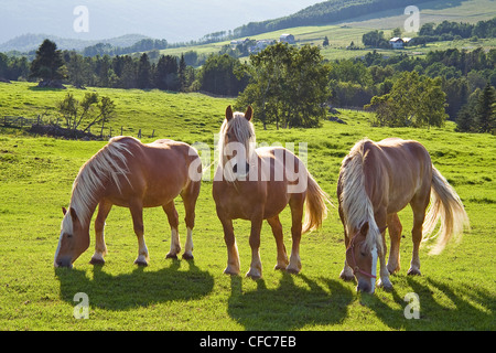 Trois chevaux de trait américain belge dans un pâturage. Banque D'Images