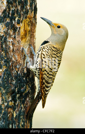 Le pic flamboyant Colaptes auratus femelle Banque D'Images