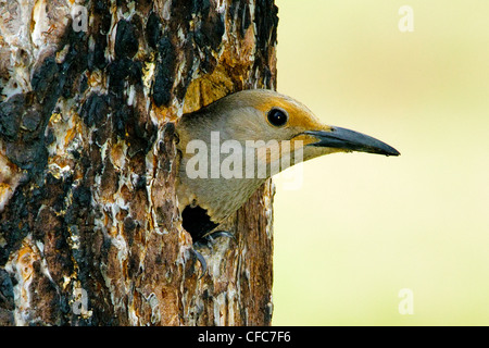 Le pic flamboyant Colaptes auratus femelle Banque D'Images