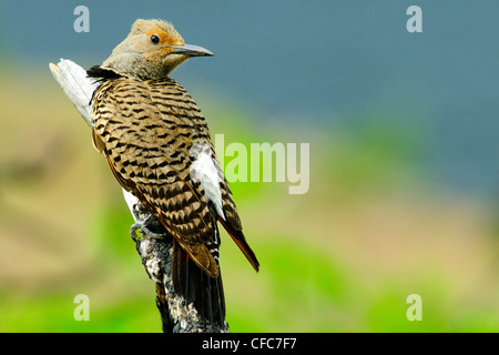 Le pic flamboyant Colaptes auratus femelle Banque D'Images