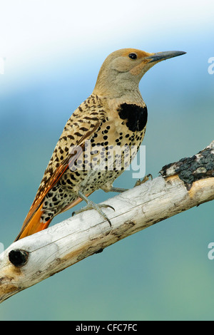 Femme Pic flamboyant (Colaptes auratus) - couleur rouge-shafted phase, sud de la vallée de l'Okanagan, Colombie-Britannique Banque D'Images