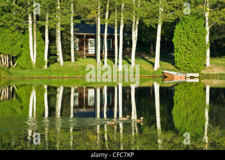 Petit cottage et bouleaux éclairés fortement reflétée sur la surface d'un lac tranquille avec des canards de passage. Banque D'Images