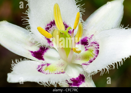 Calochorte de Lyall (Calochortus lyallii), South Okanagan Grasslands, British Columbia, Canada Banque D'Images